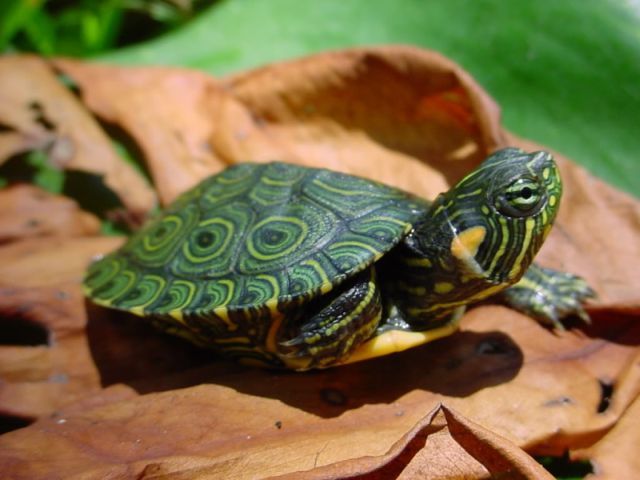 Породы черепах в Нижних Сергах | ЗооТом портал о животных