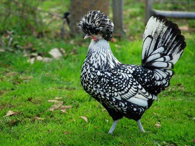 Породы куриц | ЗооТом - продажа, вязка и услуги для животных в Нижних Сергах