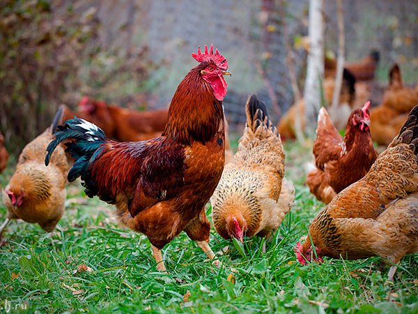 Породы куриц | ЗооТом - продажа, вязка и услуги для животных в Нижних Сергах