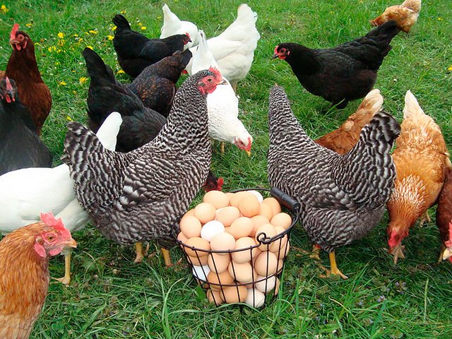 Содержание кур и уход за ними | ЗооТом - продажа, вязка и услуги для животных в Нижних Сергах