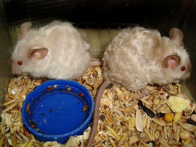 Породы мышей | ЗооТом - продажа, вязка и услуги для животных в Нижних Сергах