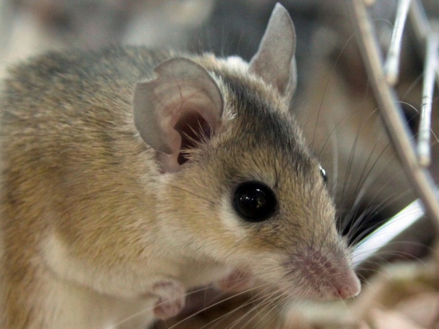 Содержание мышей и уход за ними в Нижних Сергах | ЗооТом - продажа, вязка и услуги для животных в Нижних Сергах