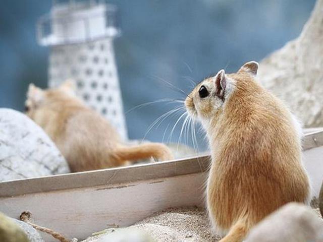 Содержание мышей и уход за ними в Нижних Сергах | ЗооТом - продажа, вязка и услуги для животных в Нижних Сергах