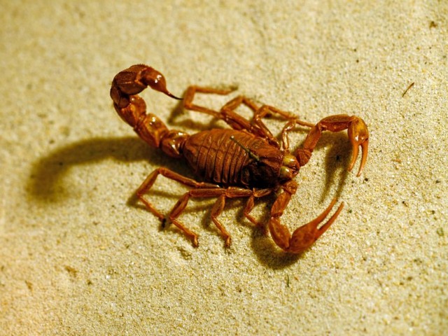 Породы скорпионов в Нижних Сергах | ЗооТом портал о животных