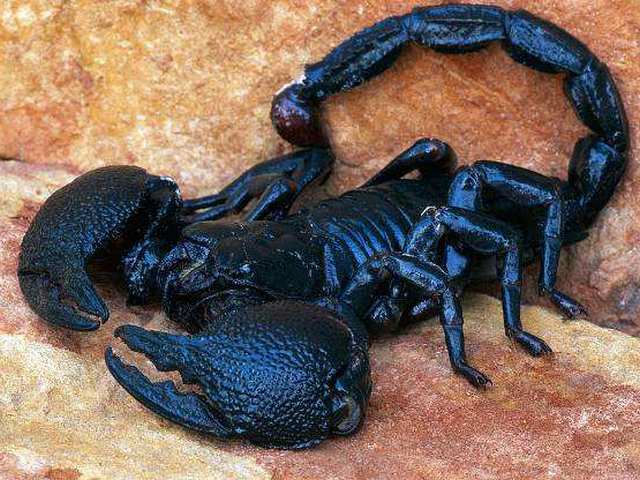 Все о скорпионах в Нижних Сергах | ЗооТом портал о животных