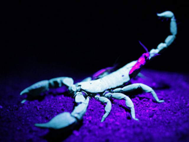 Все о скорпионах в Нижних Сергах | ЗооТом портал о животных