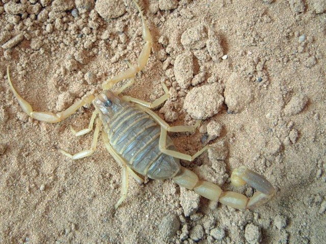 Содержание скорпионов и уход за ними в Нижних Сергах | ЗооТом портал о животных