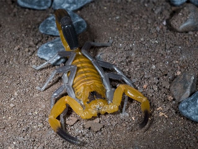 Содержание скорпионов и уход за ними в Нижних Сергах | ЗооТом портал о животных