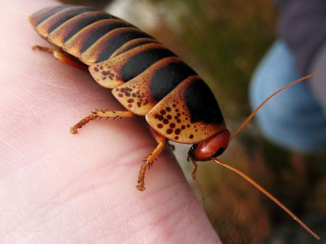 Породы тараканов в Нижних Сергах | ЗооТом портал о животных