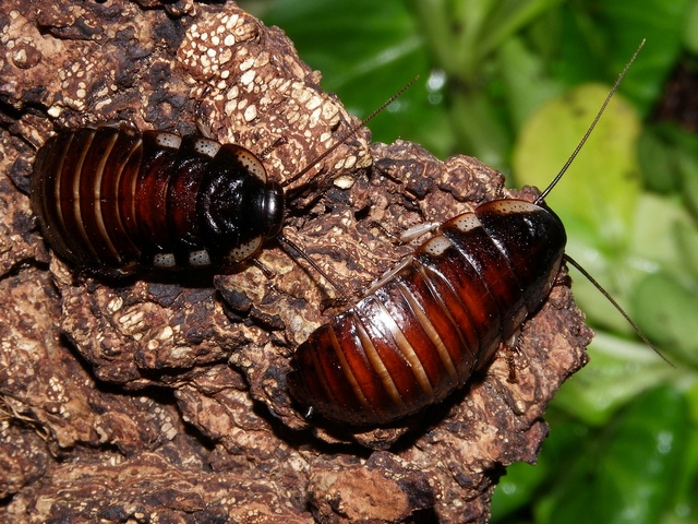Породы тараканов в Нижних Сергах | ЗооТом портал о животных