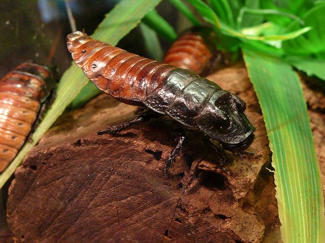 Содержание тараканов и уход за ними в Нижних Сергах | ЗооТом портал о животных