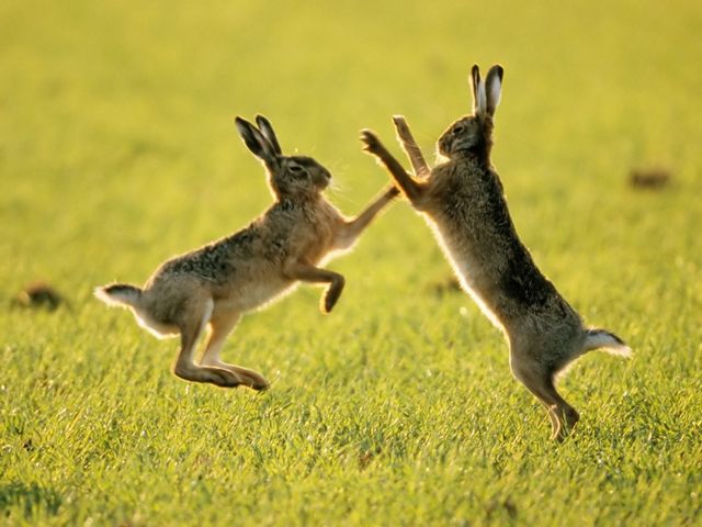 Породы зайцев | ЗооТом - продажа, вязка и услуги для животных в Нижних Сергах