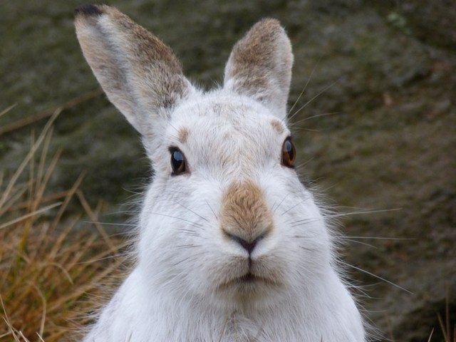 Содержание зайцев и уход за ними | ЗооТом - продажа, вязка и услуги для животных в Нижних Сергах