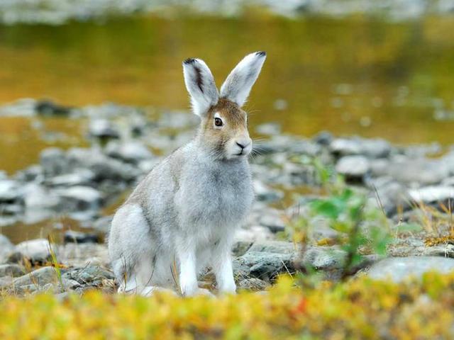 Содержание зайцев и уход за ними | ЗооТом - продажа, вязка и услуги для животных в Нижних Сергах