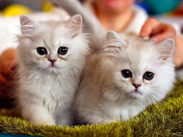 Породы кошек в Нижних Сергах | ЗооТом портал о животных
