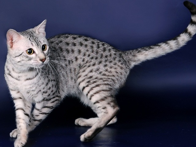 Породы кошек в Нижних Сергах | ЗооТом портал о животных
