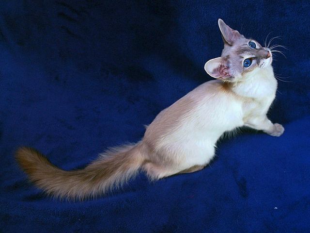 Выведенные породы кошек в Нижних Сергах | ЗооТом портал о животных