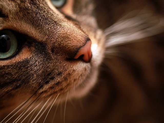 Статьи о кошках в Нижних Сергах | ЗооТом портал о животных