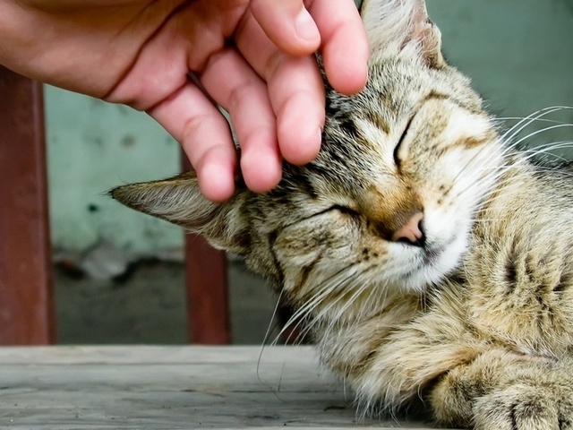 Интересные статьи о кошках в Нижних Сергах | ЗооТом портал о животных