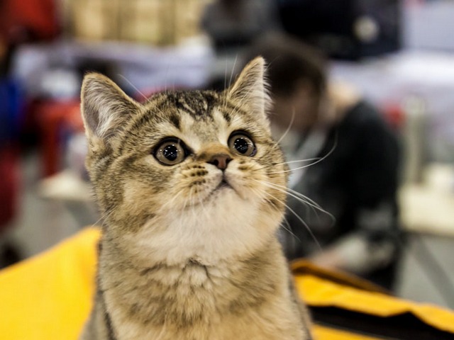 Выставки кошек в Нижних Сергах | ЗооТом портал о животных