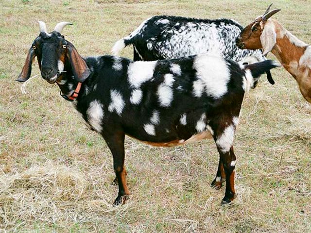 Породы коз в Нижних Сергах | ЗооТом портал о животных