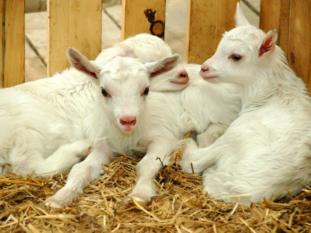 Содержание коз и уход за ними в Нижних Сергах | ЗооТом портал о животных