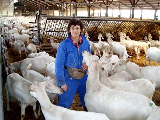 Содержание коз и уход за ними в Нижних Сергах | ЗооТом портал о животных