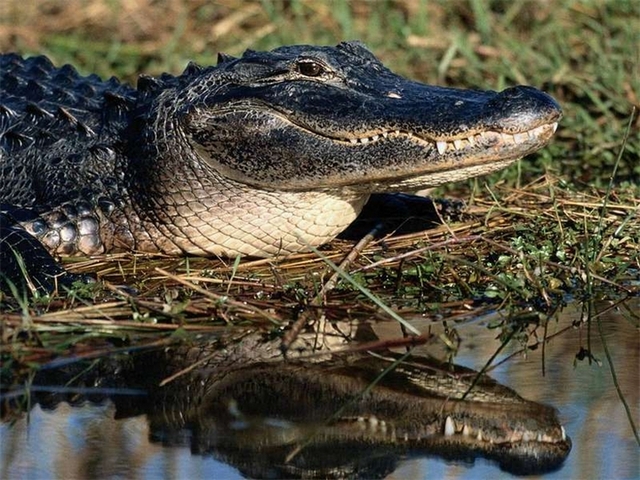 Породы крокодилов в Нижних Сергах | ЗооТом портал о животных