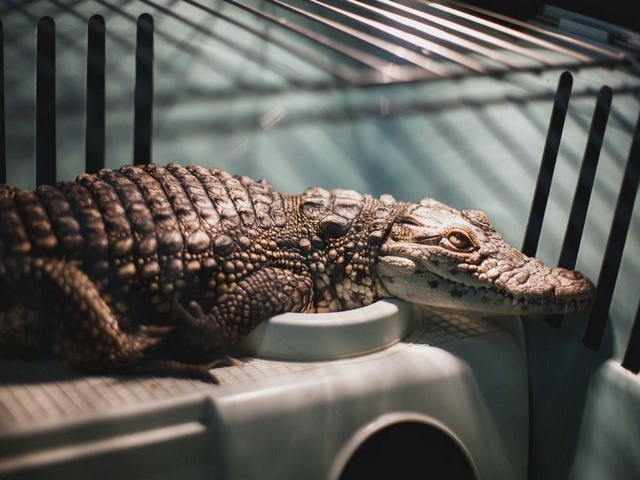Содержание крокодилов и уход за ними в Нижних Сергах | ЗооТом портал о животных