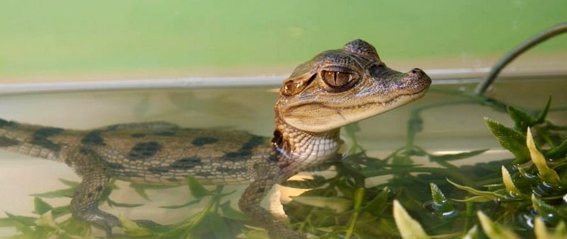 Содержание крокодилов и уход за ними в Нижних Сергах | ЗооТом портал о животных