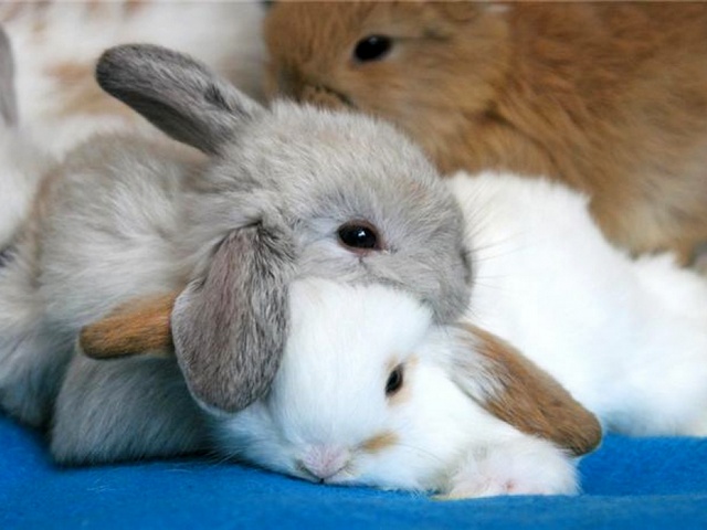 Статьи о кроликах в Нижних Сергах | ЗооТом портал о животных