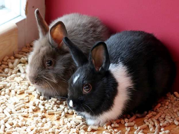 Содержание кроликов и уход за ними в Нижних Сергах | ЗооТом портал о животных