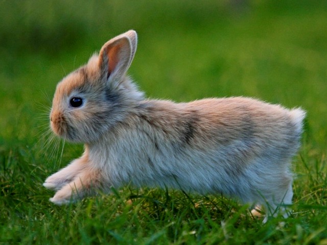 Статьи о кроликах в Нижних Сергах | ЗооТом портал о животных
