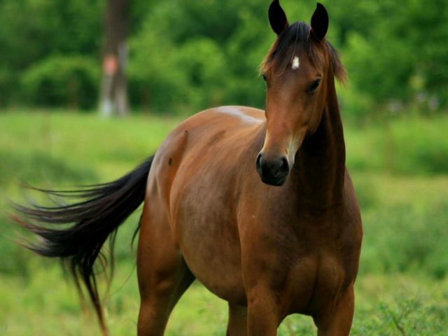 Содержание лошадей и уход за ними в Нижних Сергах | ЗооТом портал о животных