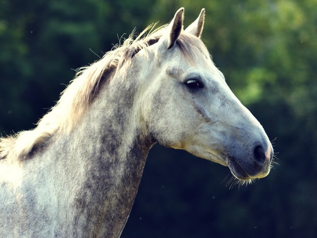 Уход за лошадьми в Нижних Сергах | ЗооТом портал о животных