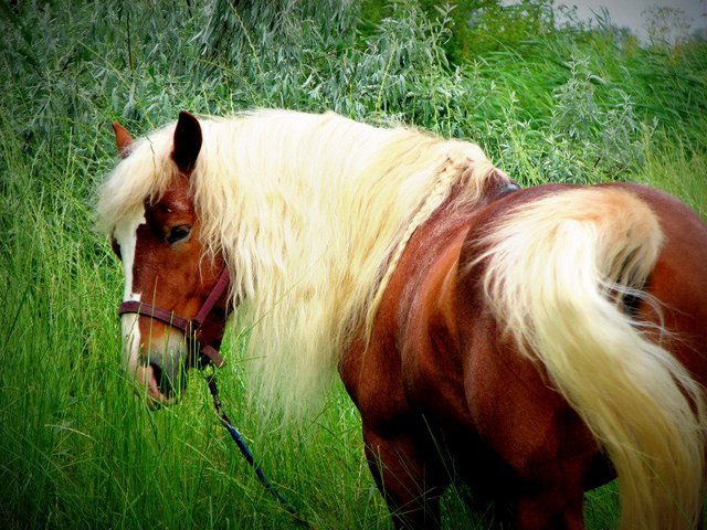 Породы лошадей в Нижних Сергах | ЗооТом портал о животных