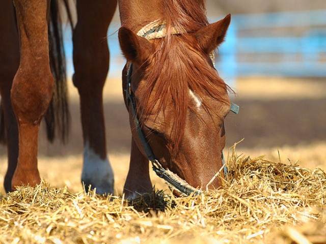 Содержание лошадей в Нижних Сергах | ЗооТом портал о животных