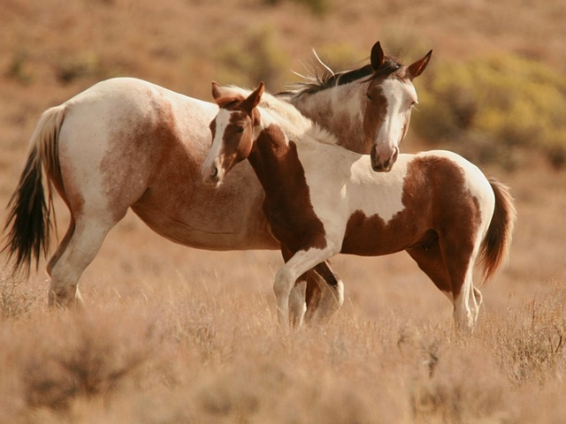 Интересные факты лошадях в Нижних Сергах | ЗооТом портал о животных