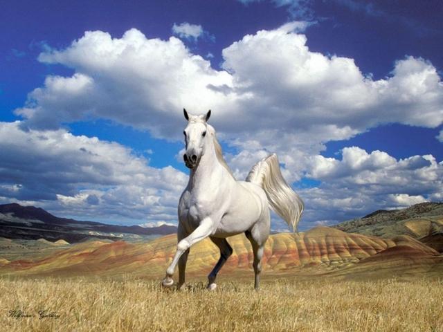 Статьи о лошадях в Нижних Сергах | ЗооТом портал о животных
