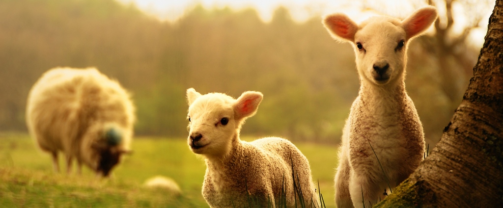 Объявления о сельскохозяйственных животных | ЗооТом - продажа, вязка и услуги для животных в Нижних Сергах