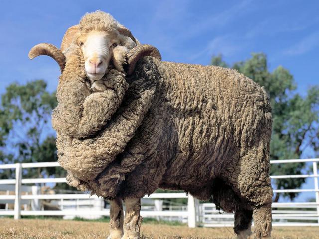 Породы овец в Нижних Сергах | ЗооТом портал о животных