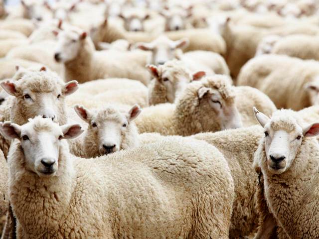 Породы овец в Нижних Сергах | ЗооТом портал о животных
