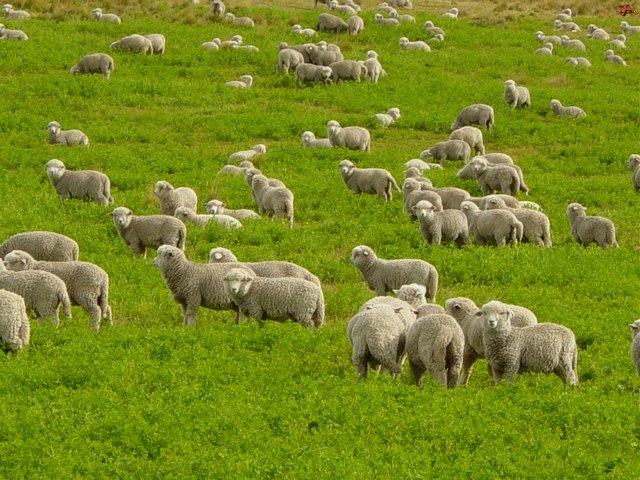 Содержание овец и уход за ними в Нижних Сергах | ЗооТом портал о животных