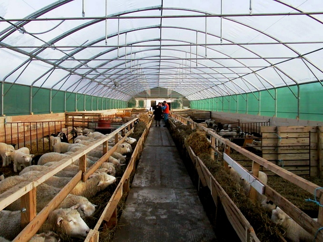 Содержание овец и уход за ними в Нижних Сергах | ЗооТом портал о животных