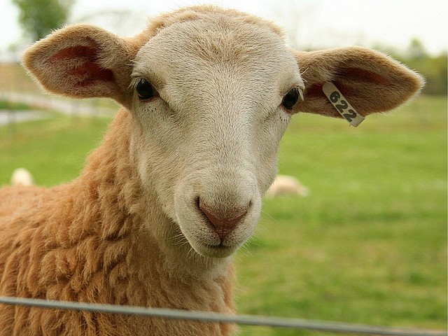 Статьи об овцах в Нижних Сергах | ЗооТом портал о животных