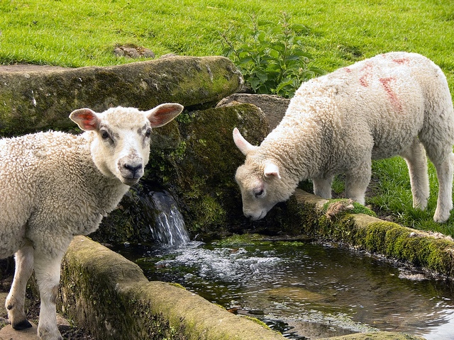 Статьи об овцах в Нижних Сергах | ЗооТом портал о животных