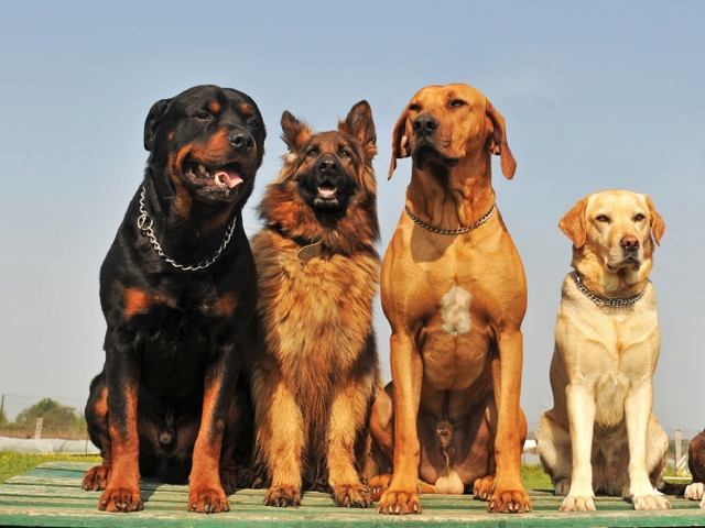 Крупные породы собак в Нижних Сергах | ЗооТом портал о животных