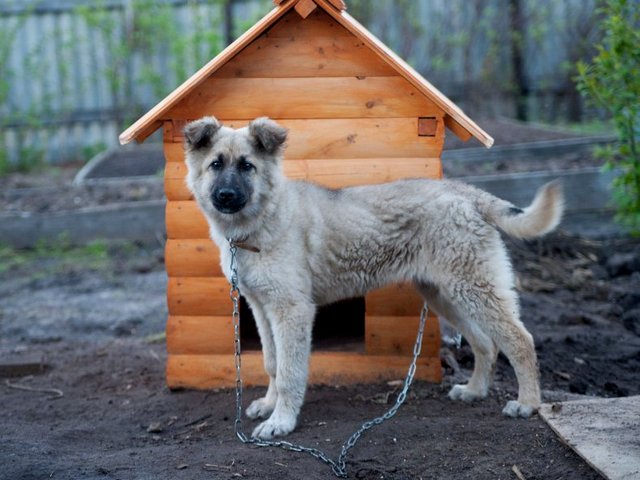 Все о собаках в Нижних Сергах