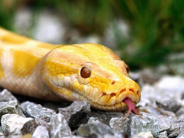 Породы змей в Нижних Сергах | ЗооТом портал о животных