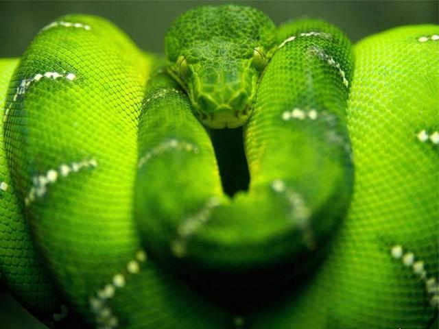 Породы змей в Нижних Сергах | ЗооТом портал о животных